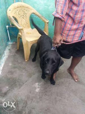 A 2 years female labra dog for sale urgently Want to sell