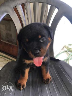 A1 show Quality Rottweiller male puppy available