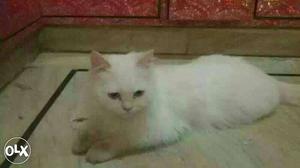 Agra:- Persian Kitten'lasa Apso"labrador"all