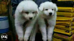 Agra:- Pomerian" Labrador" Lasa Apso"all Puppeis