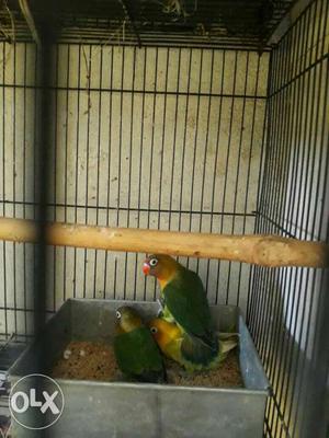 All types of birds available nd Cage too