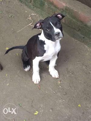 American Pitbull Terrier Female top qulity pup for sale