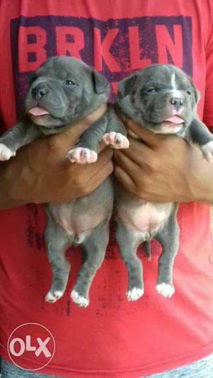 American bully I have 2 males 2 females in Best