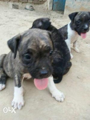 American bully poket size blue colour pups ford