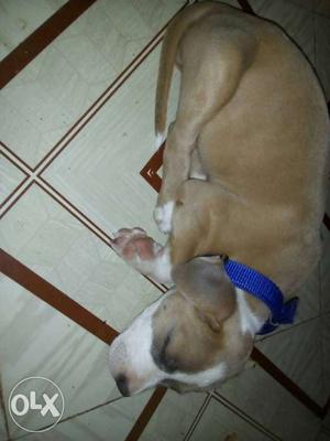 American pit bull for sale or exchange of black