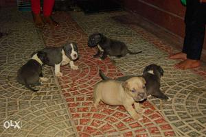 American pit bull original breed 1month age