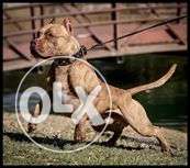 American pit bull terrier puppy available home delivery in