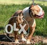American pit bull terrier puppy available with home delivery