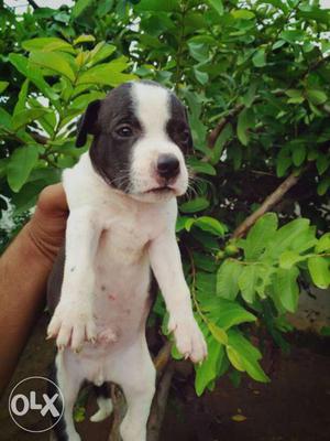 American pitbull male pups available.. full