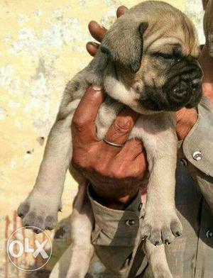 BULL Mastiff Pup on Sell at Best Price ONLY sell=