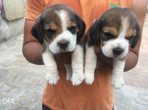 Beagle tri colour pups