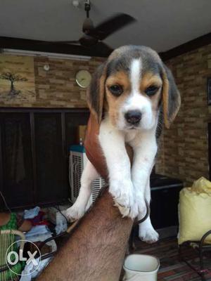 Begal Male Puppy For Sale Full Heavy Bone Show