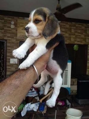 Begal Male Puppy Is For Sale Full Heavy Bone