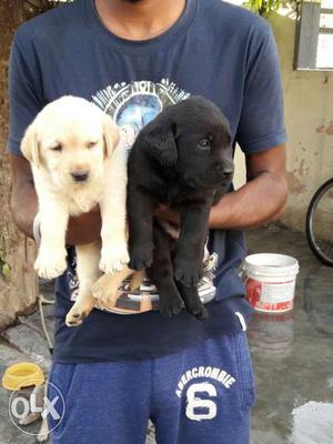 Best offer Labrador puppies available
