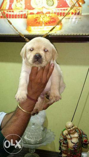 Bhatia Pet House Sell in show quality Labrador puppies