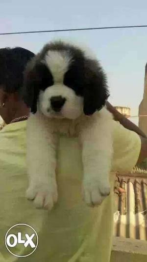 Bhopal:- Doberman'boxer'beagle'all Puppeis Kitten&cash On