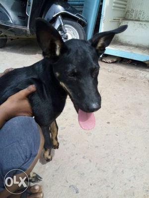 Black And Brown Shorted Coated Dog