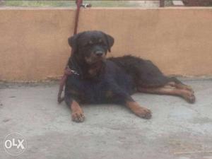 Black And Brown female Rottweiler