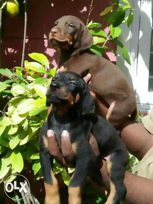 Black And Chocolate Dobberman Puppies