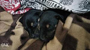 Black And Tan Doberman Pinscher Puppies
