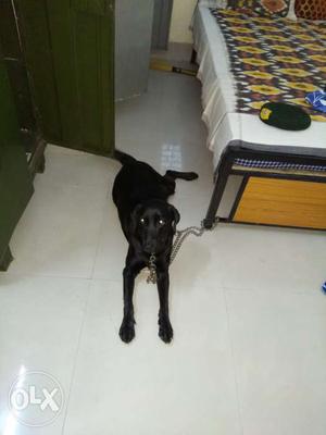 Black Labrador. Female. Age - 2.5. raised by a