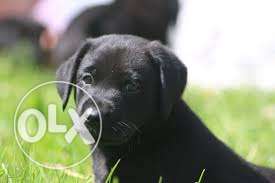 Black Labrador Retriver