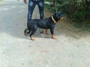 Black Rotweiller Dog