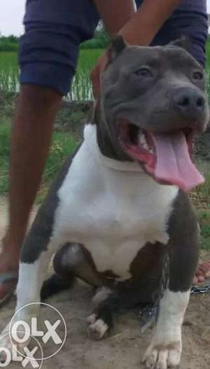 Blue American Staffordshire Terrier