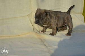 Brindle American pit Bull Puppy available