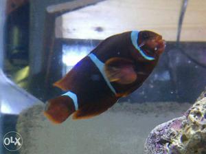 Brown Clown Fish