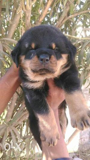 Buy & Sell Extraordinary heavy size Rottweiler puppies