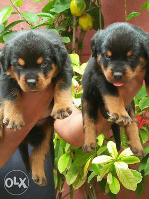 Buy & Sell Quality Rottweiler puppies available