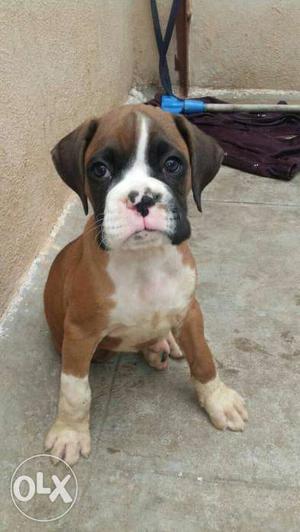 Buy and sell. top quality BOXER puppies available