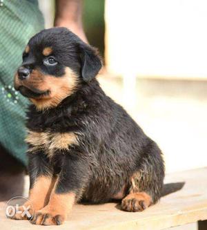 Champion Line Rottweiler puppies in very low price