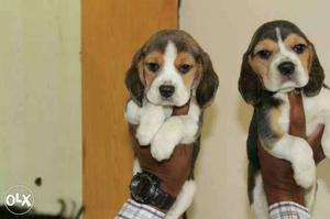 Chandrapur:- Boxer'beagle'pug'all Puppeis Kitten&cash On