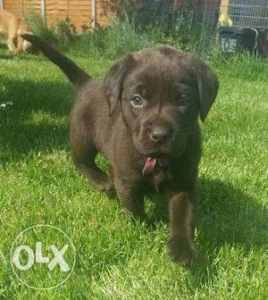 Chunky Chocolate Labrador Male Pups Available for