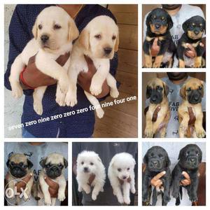 Costly heavy size pups now at lowest prices in city, Call