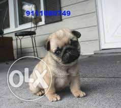DAYAL PET KANNEL - VODAFONE PUG CREAM puppy with paper