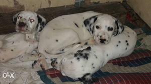 Dalmatian Pups n pom lasapso pups available