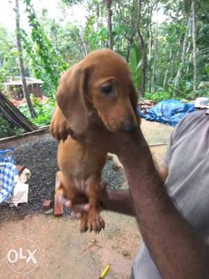 Dash hund puppys for sale