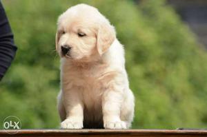 Dogs for family golden retriever puppy