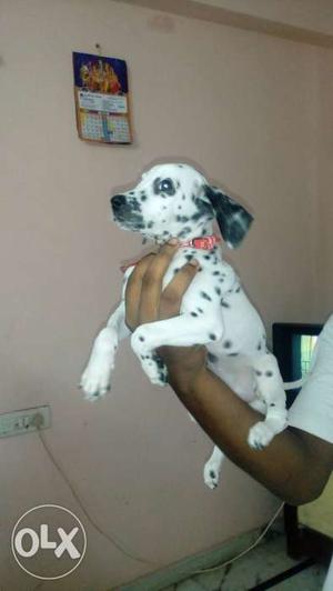 Dollmation female 2months pup