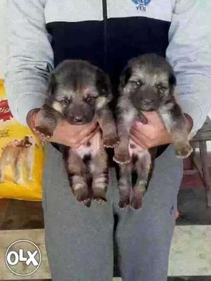 Double nd long coat gsd puppy available...male
