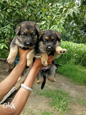 Double nd long hair gsd puppy available for