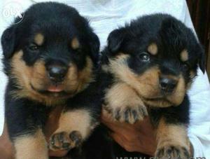 Enhanced qualities of Rottweiler Puppies for sales