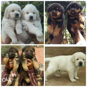 Excellent Quality top breeds Puppies for sales
