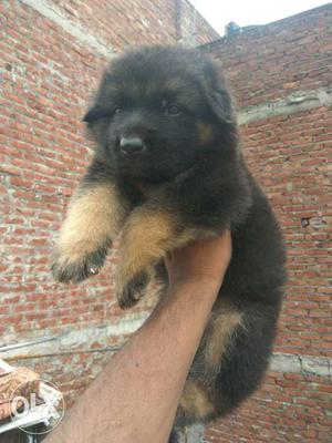 Extra ordinary German Shepherd male female