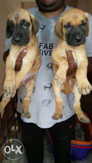 Extraordinar Great dane puppies available with us