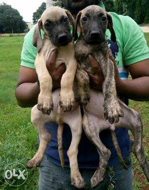 FGreat Dane puppy for sale Sone and brindle