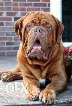 Faith kennel-French mastiff male pups available call only